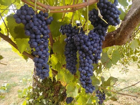 Vidéo: Meilleurs raisins pour la vinification maison - Quels raisins sont utilisés pour faire du vin