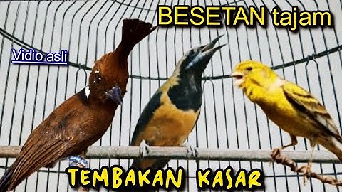 TEMBAkAN ISTIMEWA SUARA KASAR MELENGKING ||    C, CUNGKOK VS CILILIN VS KENARi