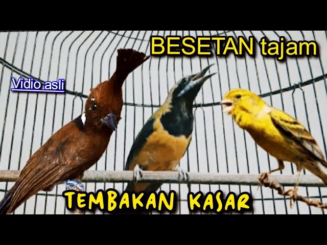 TEMBAkAN ISTIMEWA SUARA KASAR MELENGKING ||    C, CUNGKOK VS CILILIN VS KENARi class=