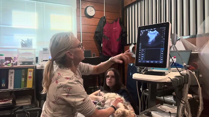 Ultrasound of the dog’s spleen