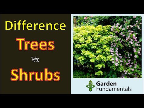 Difference between trees and shrubs - and subshrubs