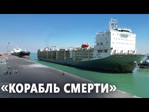 Скандальное зловонное судно со скотом прибыло в Ирак