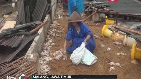 Ribuan Ayam Mati Tertindih Reruntuhan Akibat Diterjang Angin Puting Beliung - iNews Pagi 08/03