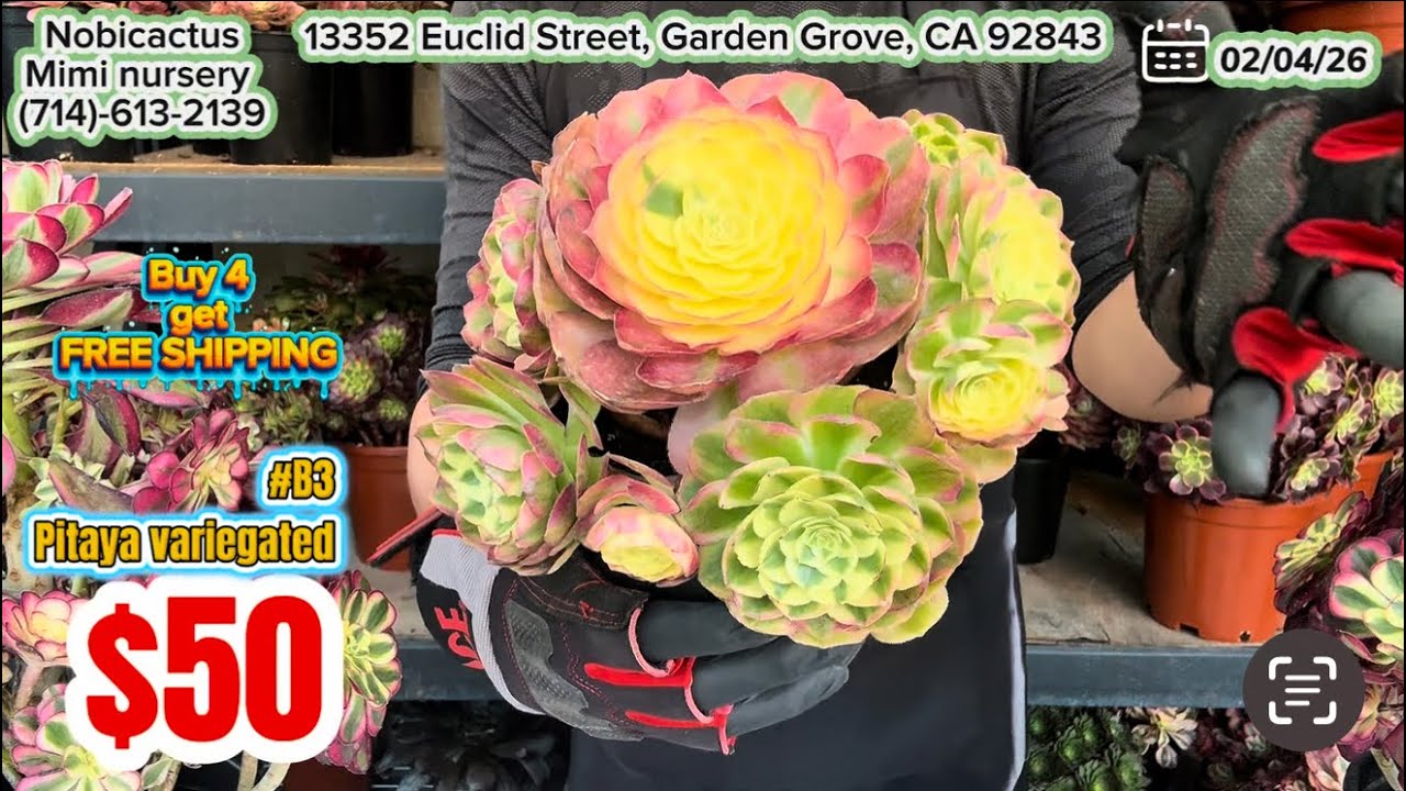 02/04 new shipment aeoniums - sen đá nhập khẩu mẫu mới tại Mỹ (Liên hệ 714.613.2139)