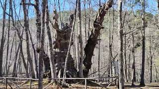 El castañar de El Tiemblo