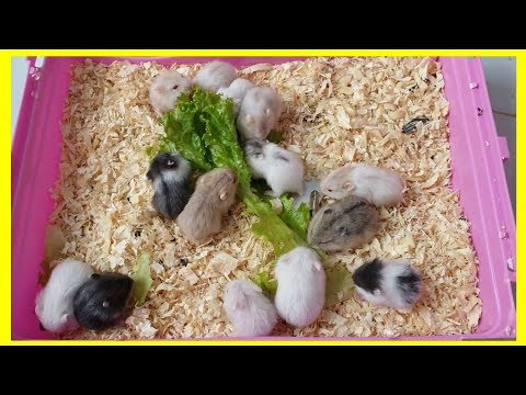 Video: Hamster Qancha Turadi?