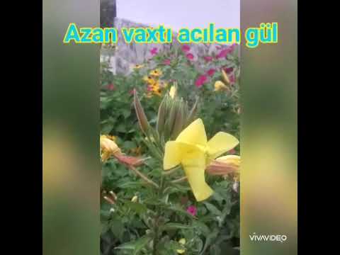 Azan vaxtı açılan gül