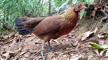 Tiếng gà mái rừng kêu cục tác mồi chuẩn nhất | Hoàng Thắng