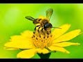 Ловля роев 2018. Можно ли поймать пчел только на одни полоски вощины? Пчеловодство.