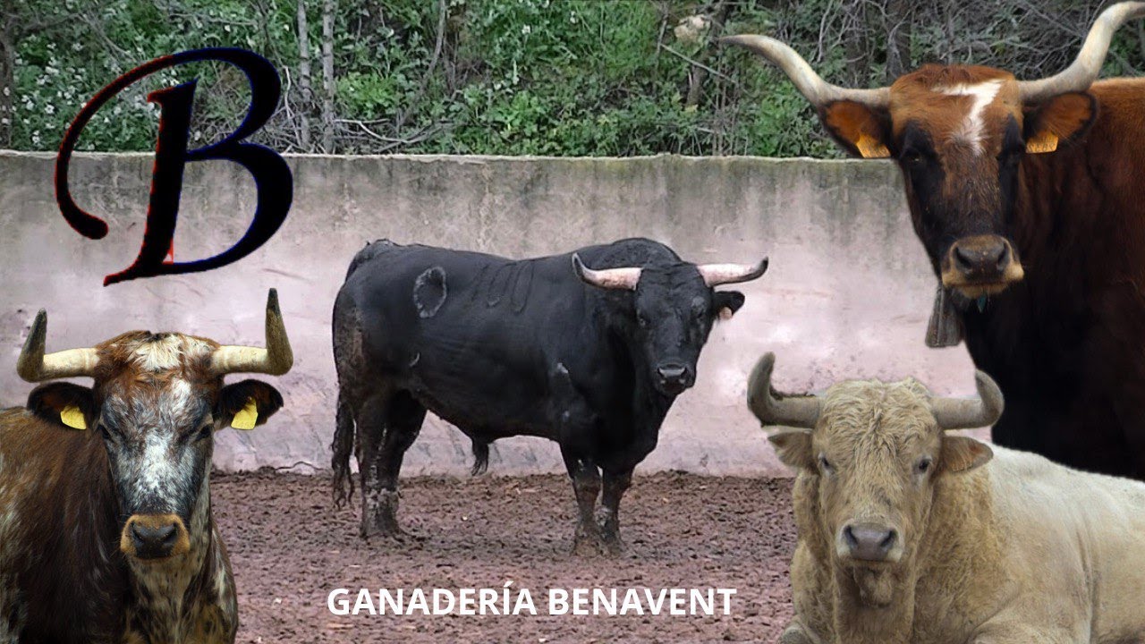 REPORTAJE EN LA GANADERÍA DE VICENTE BENAVENT✔ 23/02/2025