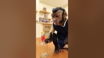 Tipsy Monkey Alert! 🐵🍾😂” #monkey #funny #monkeychallenge #viralvideo #shorts #animalshorts