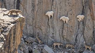 Mountain Goats Outsmart Predators on the Steepest Cliffs