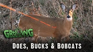 Download Bow Hunting In The Late Season: 2 Doe Kills Mean Venison For The Freezer! #216 Video MP3 Bow Hunting In The Late Season: 2 Doe Kills Mean Venison For The Freezer! #216