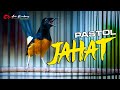 PASTOL JAHAT MEMANCING PASTOL LAIN NGEPLONG BONGKAR ISIAN | SHAMA BIRD