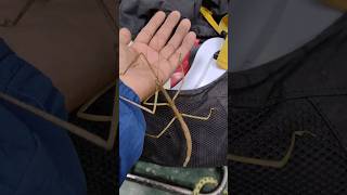 Peruvian Giant Stick Bug