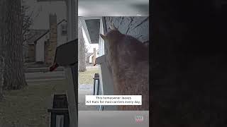 Squirrel Steals Mail Carrier’s Kit Kat #shorts