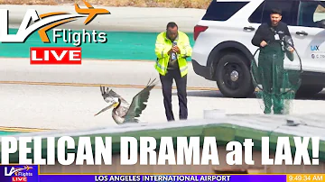 Pelican Chase at LAX!