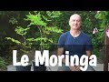 Moringa : prévention des maladies chroniques dégénératives