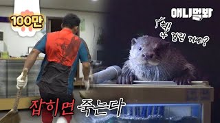 Otter Doesn't Hunt But Eats Raw Fish From Fish Restuarant