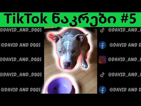 TikTok ნაკრები #5 რენდომ ტიკტოკები @DavidAndDogs