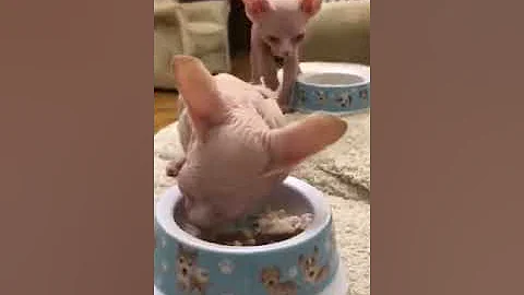 Video 1584791: canadian sphynx cattery, sphynx kitten eating