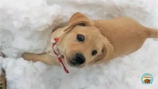 Labrador puppy in the snow for the first time