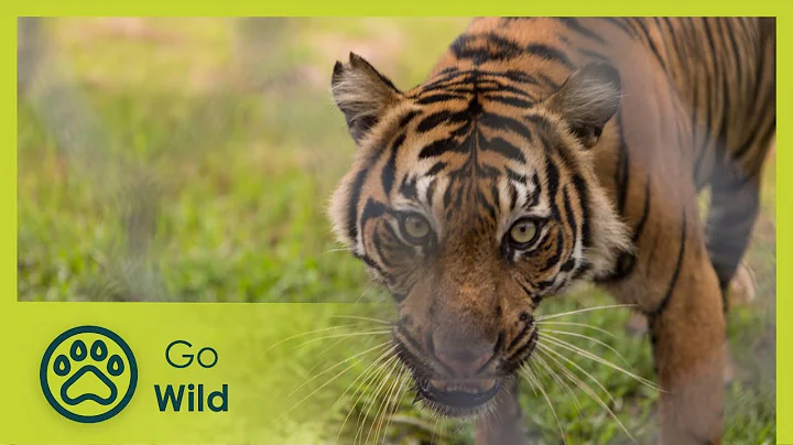 Sumatras Last Tigers - Go Wild - DayDayNews