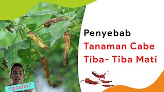 3 Jenis Penyakit Cabe Sering Disalahartikan