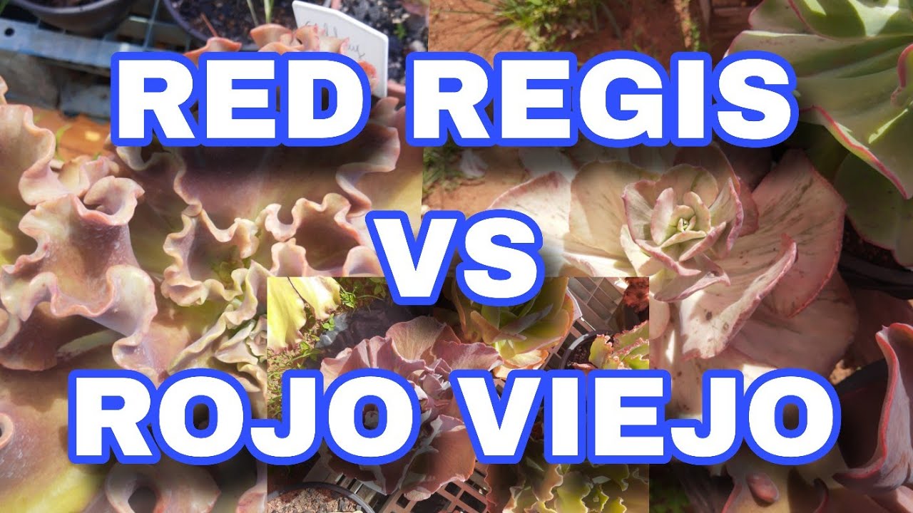 Rojo viejo vs red regis 