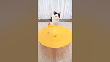 Cat and Marble Run