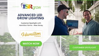 Hamilton Farms Customer Spotlight, Advanced LED Lighting Solutions | TSRgrow