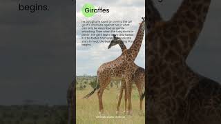 How giraffes mating | breeding | copulation | animals sex