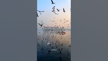 تلاوات من سورة يوسف بصوت القارئ #عبدالعزيز_سحيم #explore #اكسبلور #لايك #قرآن #الحمدلله #quran