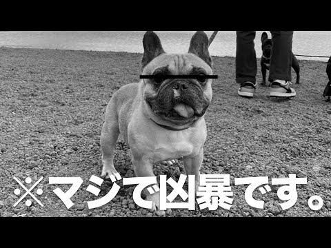 フレンチブルドッグが凶暴だとわかる動画