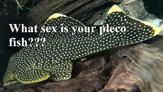 What sex is your pleco (Hypostominae)??? The Basics!
