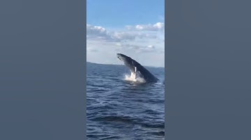 Whale Breaches Right by Boat || Viralhog