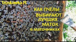 видео: #Пчёлы. Как из свищевых маток, выбирают лучшую и дают ей возможность победить. картинка: #Пчёлы. Как из свищевых маток, выбирают лучшую и дают ей возможность победить.
