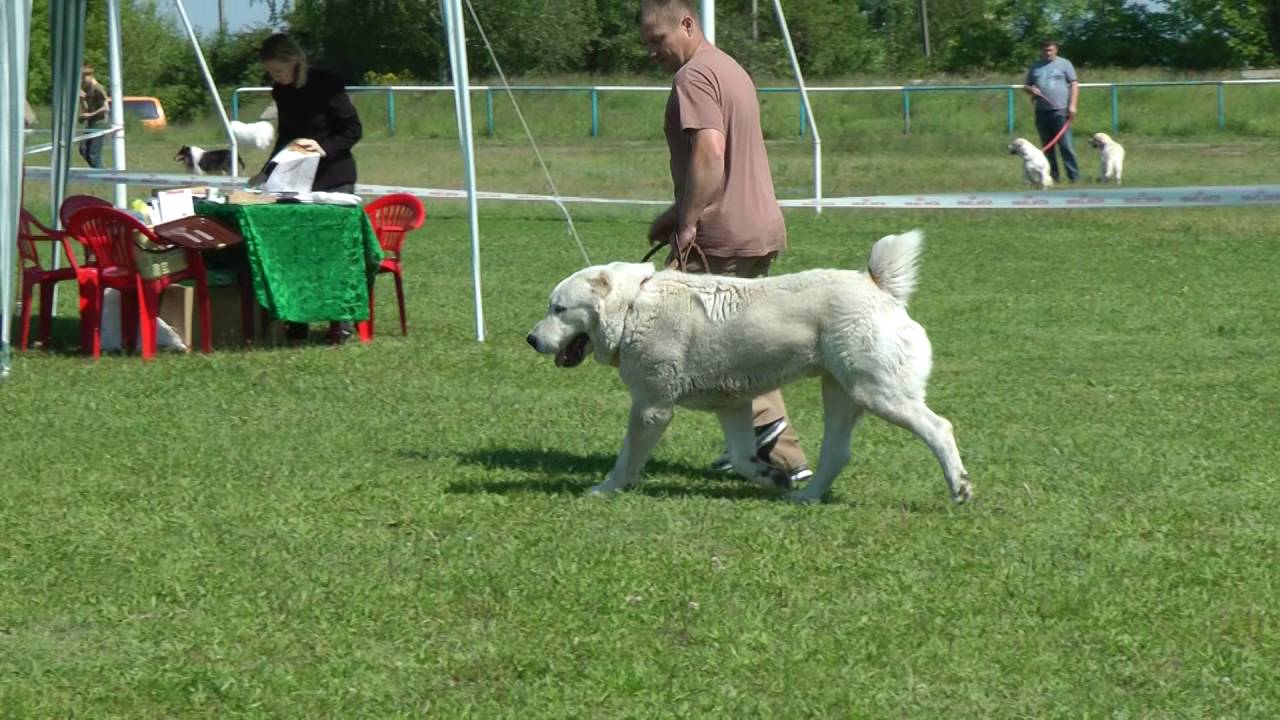 Питомник грай вест
