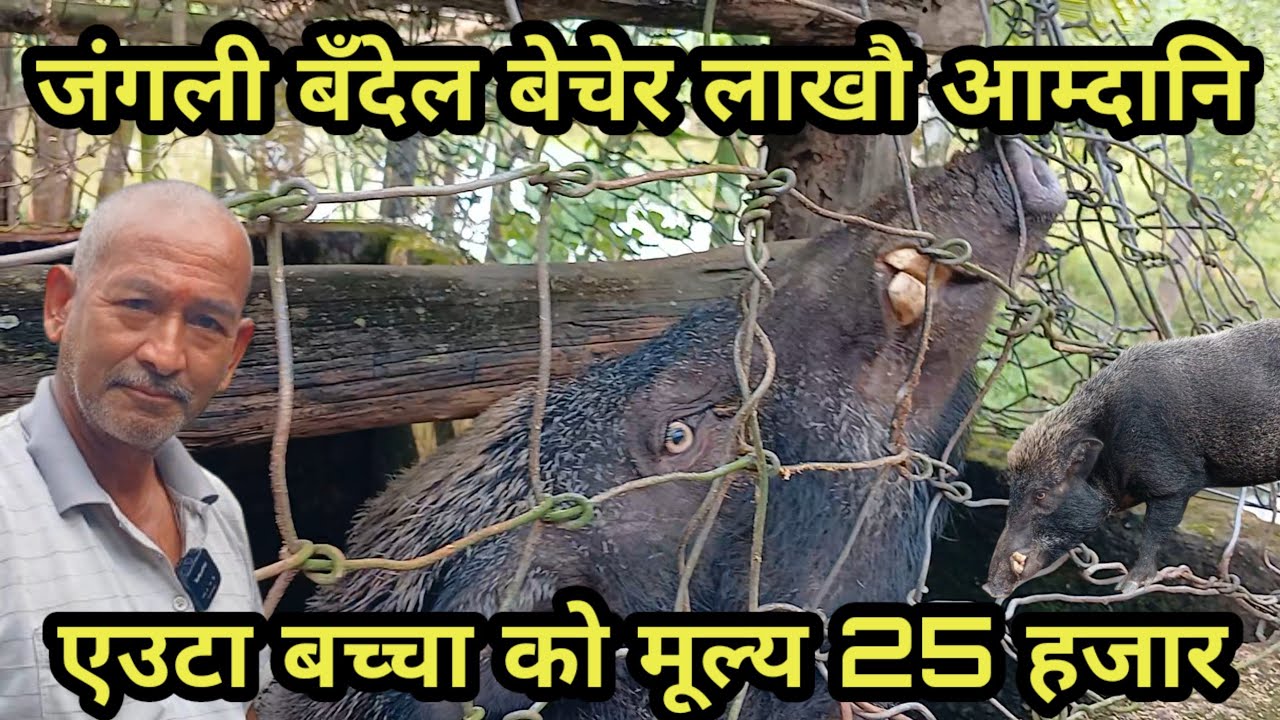 साठी बर्से बुबाले जङ्गली बँदेल पालेर लाखौ आम्दानी गर्दै ,एउटै बच्चा को मूल्य 25 हजार jhapa