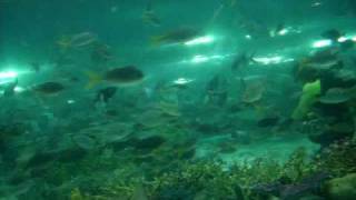 Download Scandal Manila Ocean Park, Philippines 2008 Video MP3 Scandal Manila Ocean Park, Philippines 2008