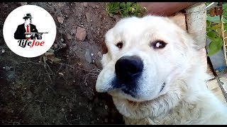 Безумный Алабай / Няшный пёсик Безумный Алабай / Няшный пёсик