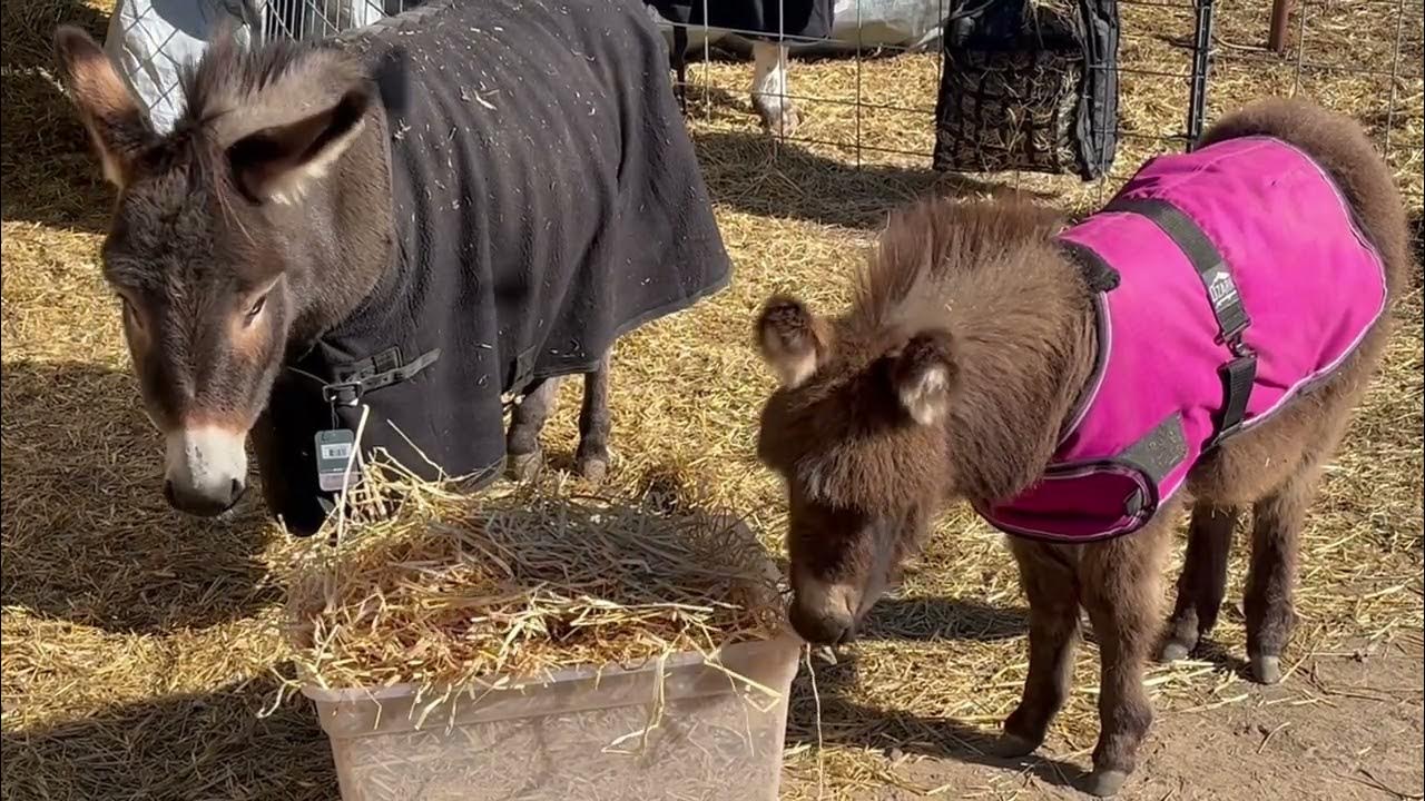 Miniature donkeys try barley straw for the first time - YouTube