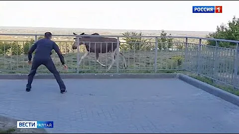 Как вести себя при встрече с лосем?