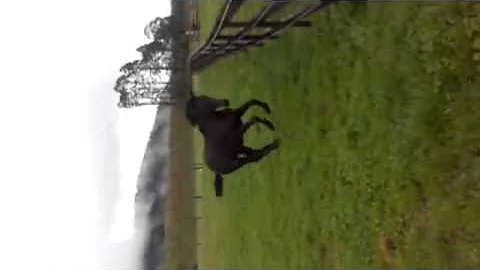 Legacy Sporthorses Ruby Oct 2016