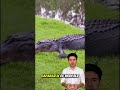 "Naturaleza extrema: ¡No podrás creer lo que captaron! 🔥"#cocodrilos, #naturaleza, #datoscuriosos