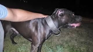 Duke Nuke Em The American Pit Bull Terrier