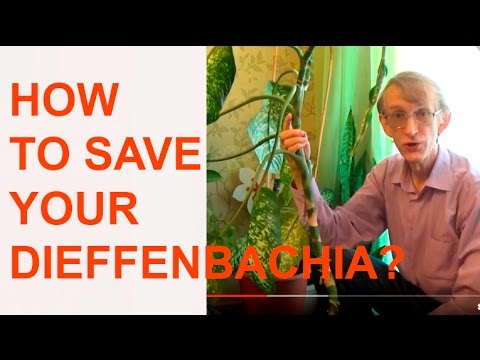 Vídeo: Dieffenbachia Manchada