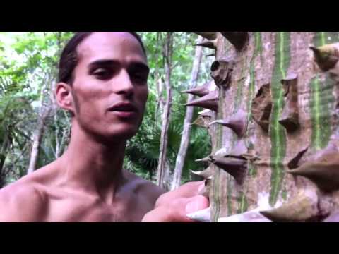 Video: Ceiba (träd): foto, beskrivning, var den växer