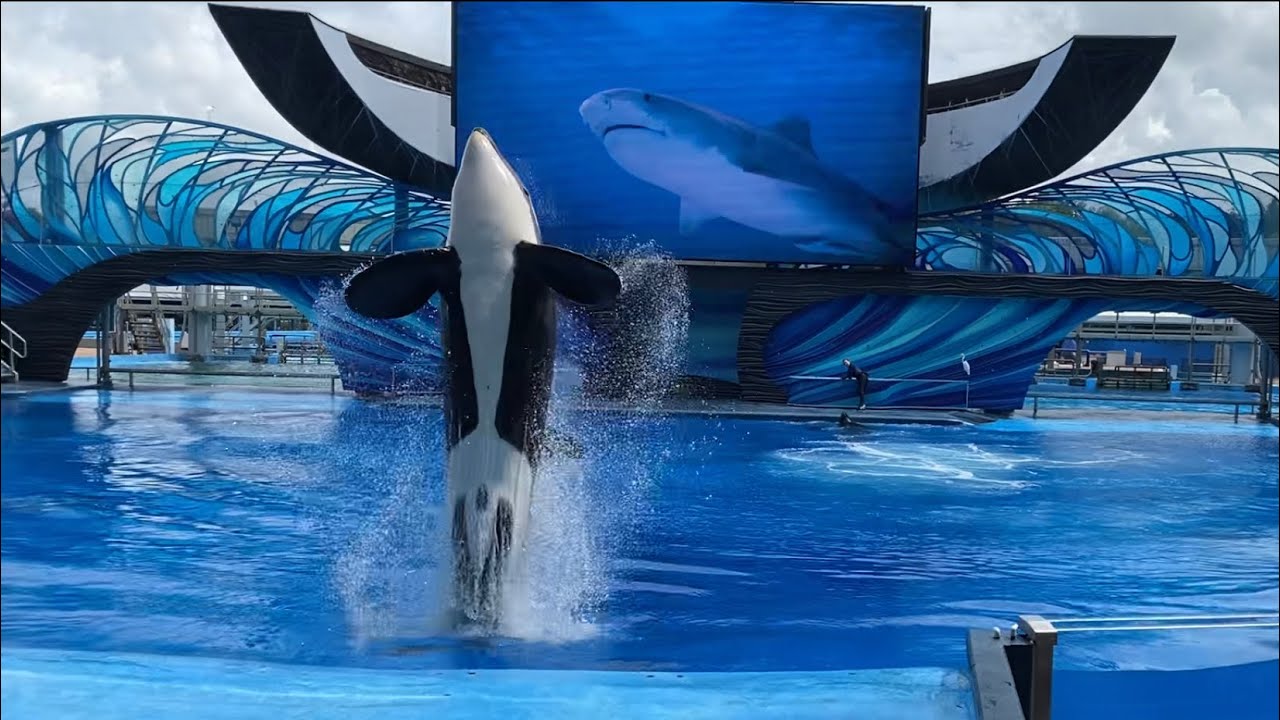 Orca Encounter at SeaWorld Orlando! - YouTube