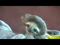 Rescued baby sloth Robin let&#39;s Miss Leslie know he is done eating.  SO cute!  Recorded: 02/28/23